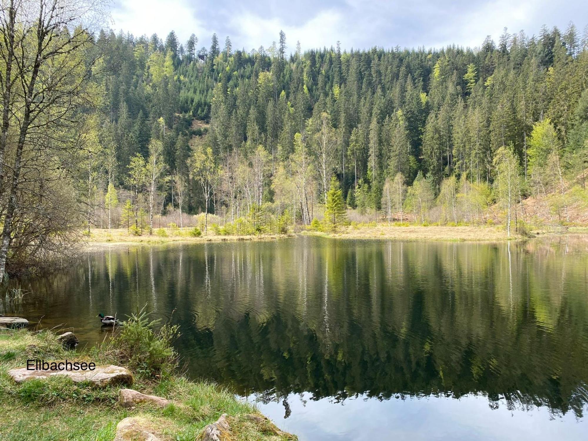 3- 2-1 - Raum - Ferienappartements Dieter Hoffmann Freudenstadt-Kniebis Beim Nationalpark Dış mekan fotoğraf